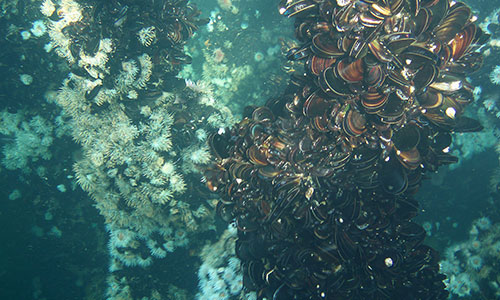 Mussel Aquaculture