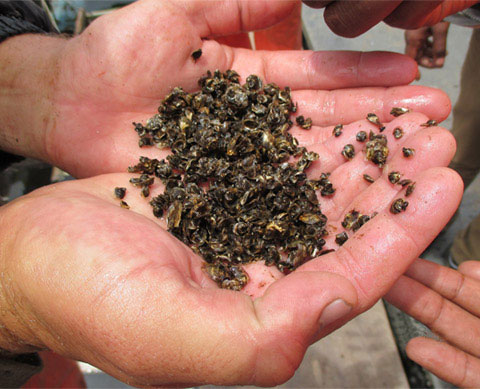 Oyster Aquaculture