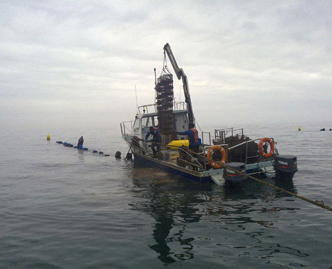 Oyster Aquaculture